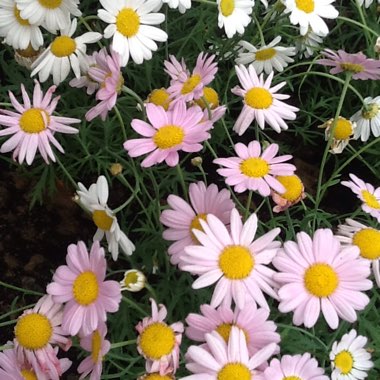 Argyranthemum 'Maria'