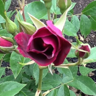 Rose (Floribunda)