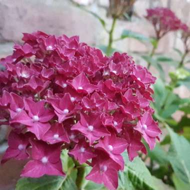 Hydrangea 'Deep Purple Dance'