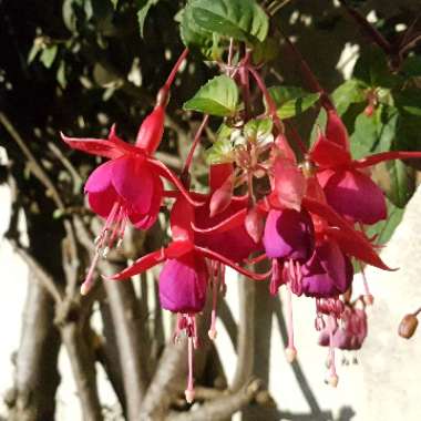 Fuchsia