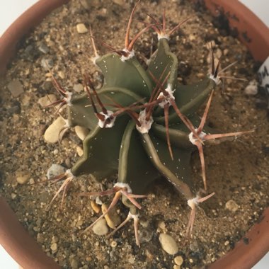 Astrophytum Ornatum