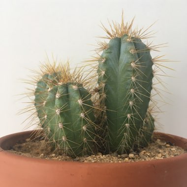 Pilosocereus azureus