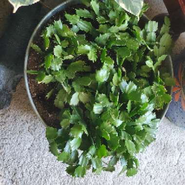 Schlumbergera truncata