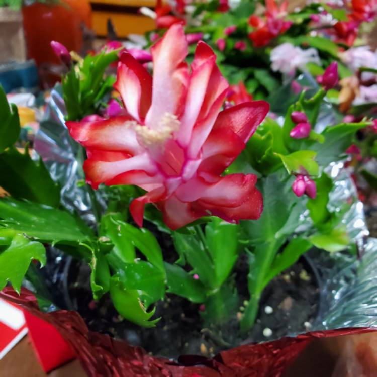 Plant image Schlumbergera truncata Caribbean Dancer