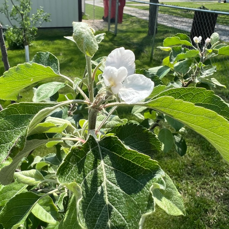 Plant image Malus domestica 'Fuji'