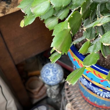 Zygocactus,Thanksgiving Cactus