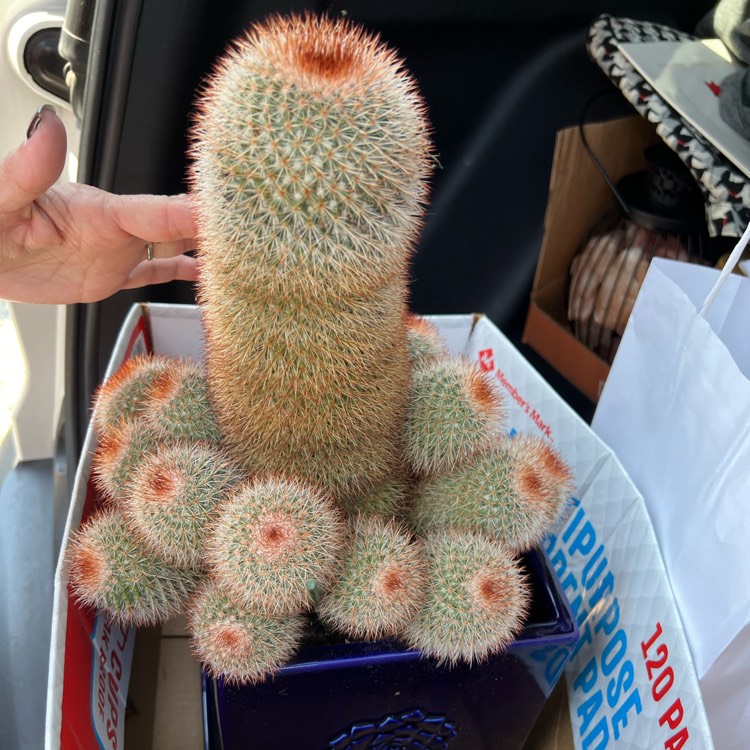 Plant image Mammillaria spinosissima