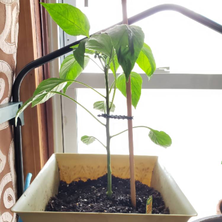 Plant image Capsicum 'Giant Marconi'