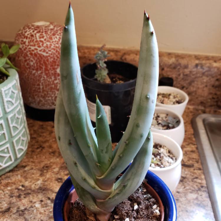 Plant image Aloe aculeata 'Black Thorns'