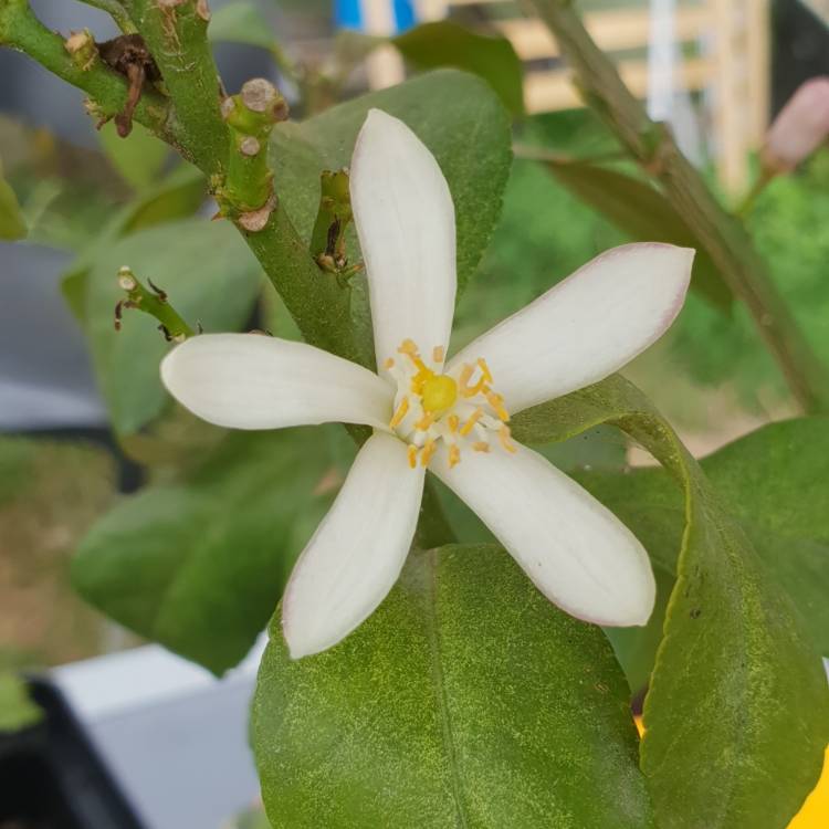 Plant image Citrus aurantifolia 'Red Lime'