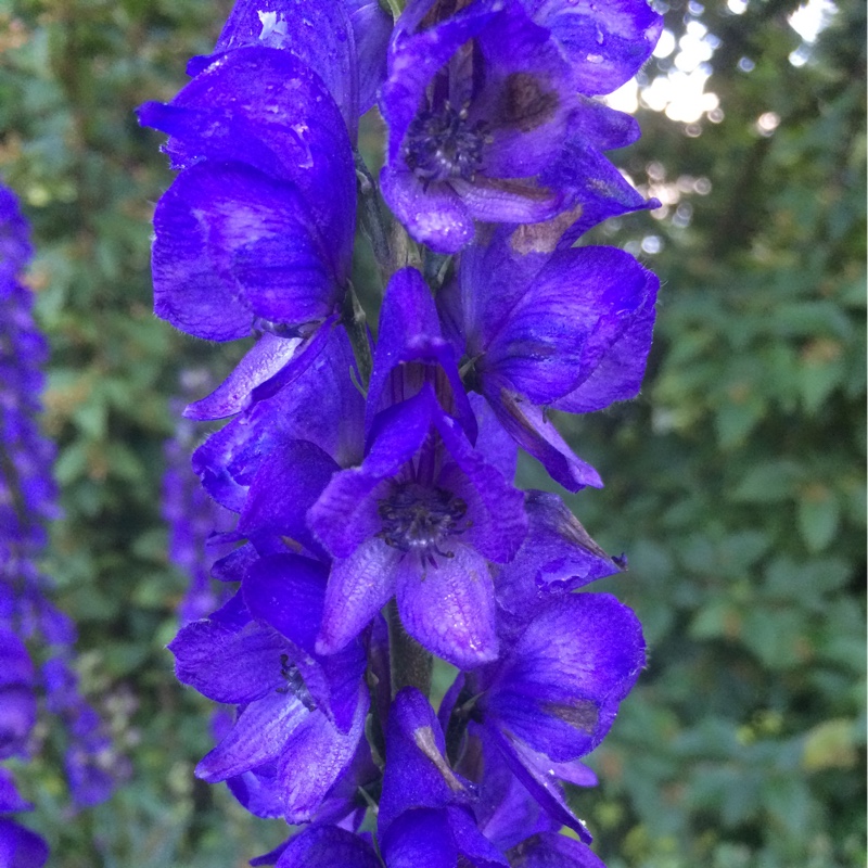 Plant image Aconitum x cammarum 'Bicolor'