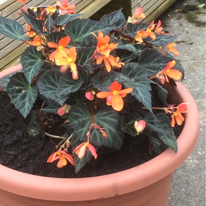 Tuberous Begonia