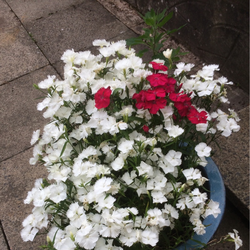 Plant image Dianthus 'Devon Xera 'Firestar'