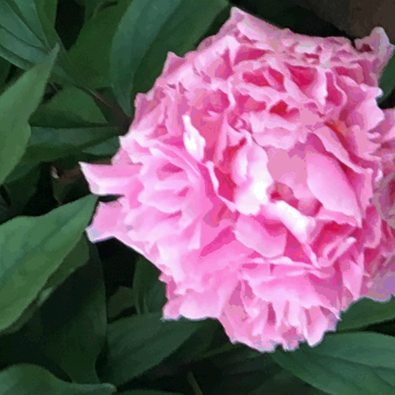 Peony 'Rosea Plena' (Herbaceous)