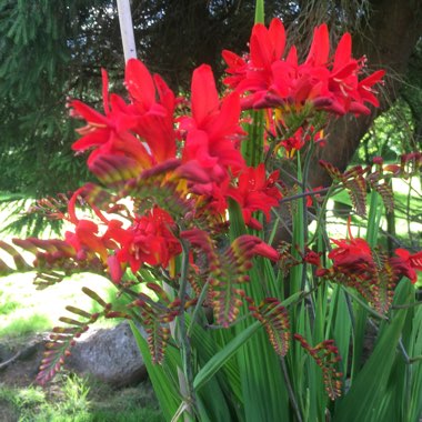 Montbretia 'Lucifer'