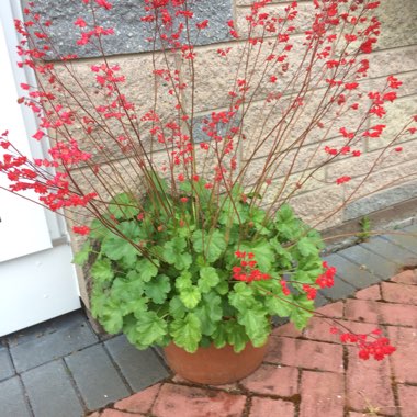 Alumroot 'Ruby Bells'