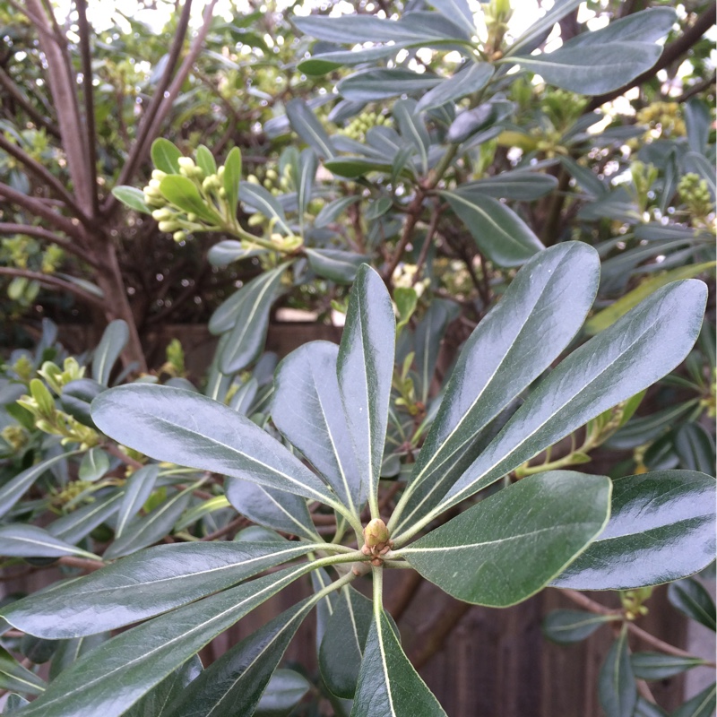 Plant image Pittosporum tobira 'Miss Muffet'