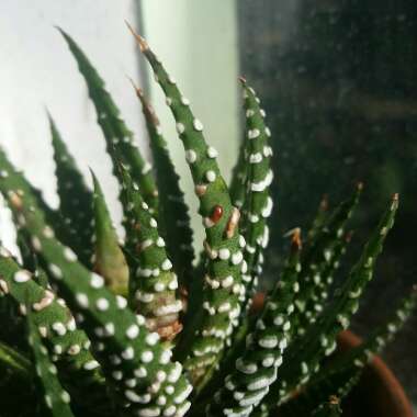 Haworthiopsis Attenuata