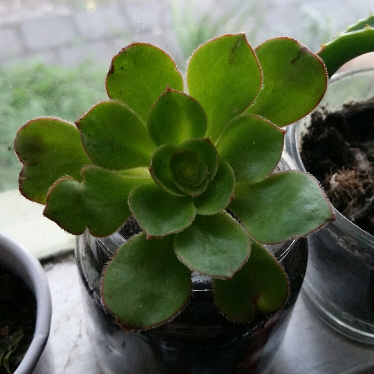 Plant image Aeonium Barbatum