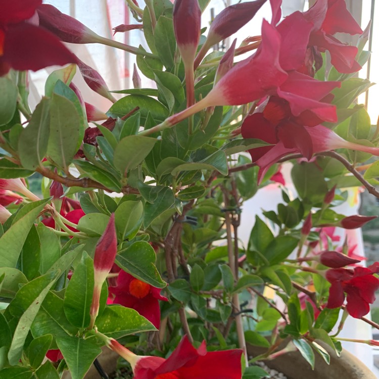 Plant image Mandevilla Sanderi 'Red Riding Hood'