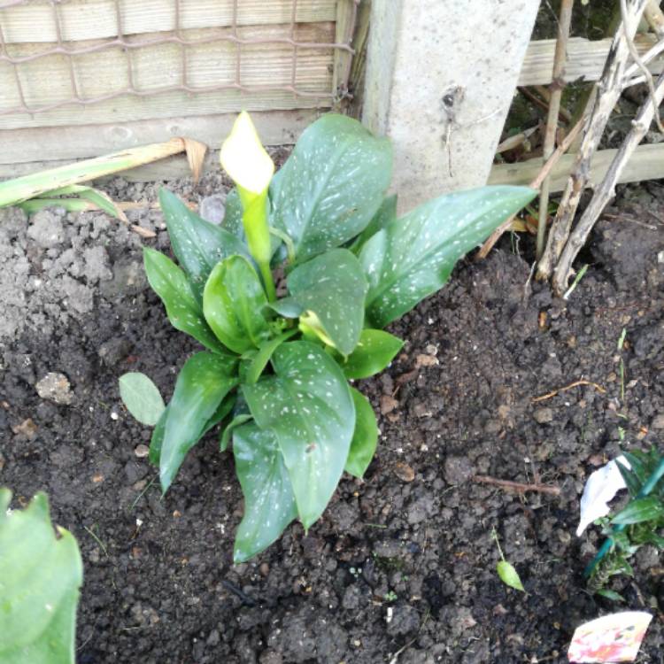 Plant image Zantedeschia 'Sunshine'