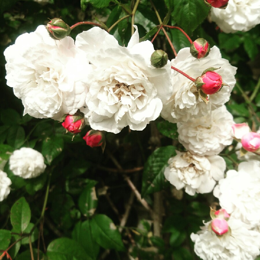 Plant image Rosa 'Félicité Perpétue' syn. Rosa 'Félicité et Perpétue', Rosa 'Lily Ito', Rosa 'Seven Sisters'