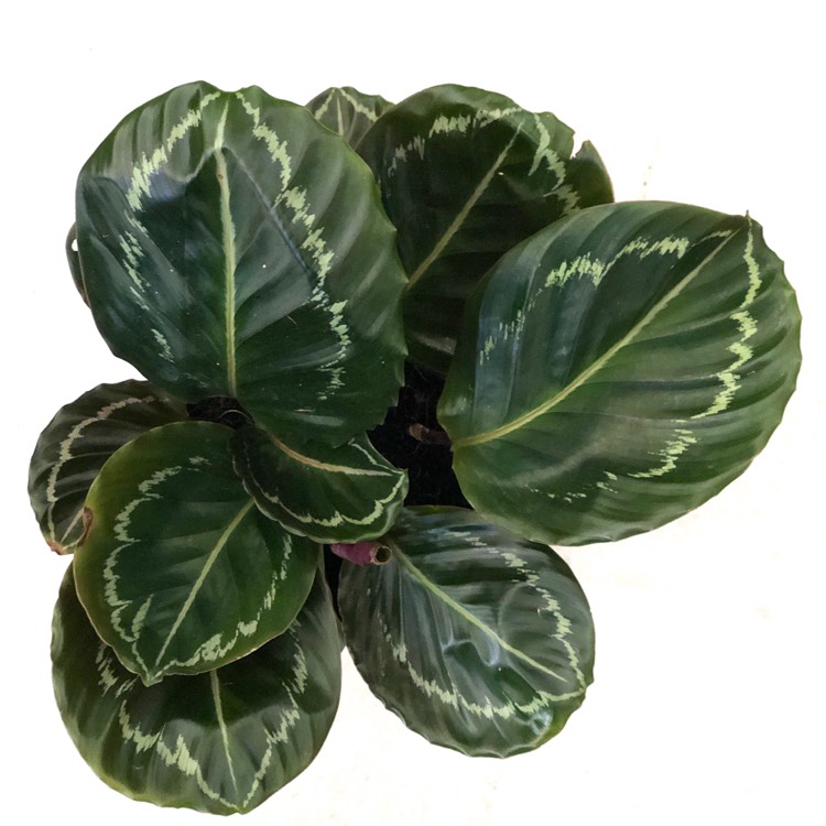 Plant image Calathea roseopicta