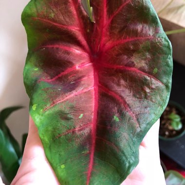 Caladium 'Red Flash'