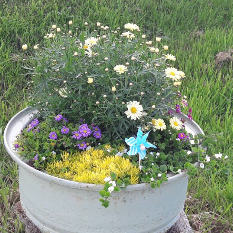 Plant image Osteospermum 'Voltage Yellow'