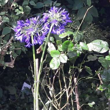 Agapanthus