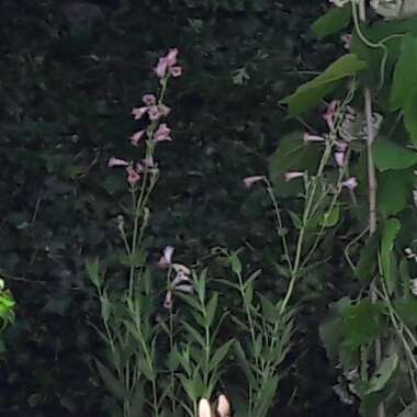 Penstemon