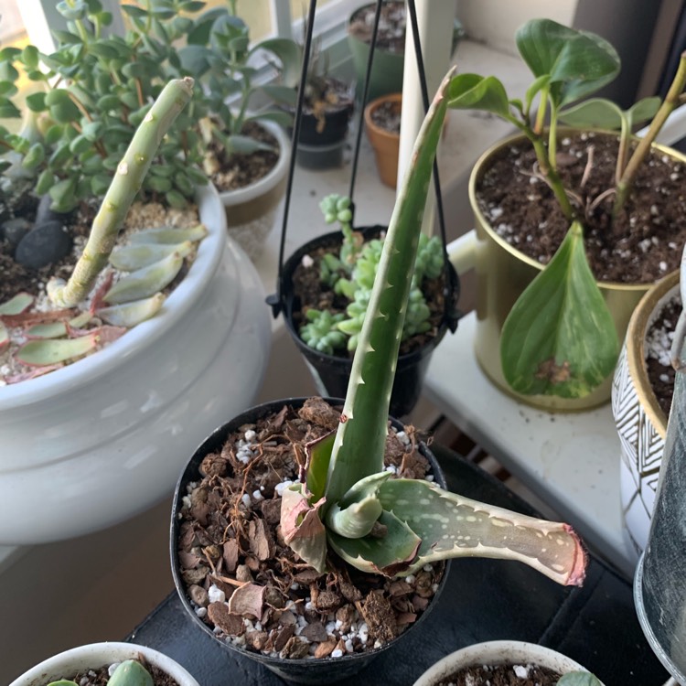 Plant image Aloe hybrid 'Always Red'