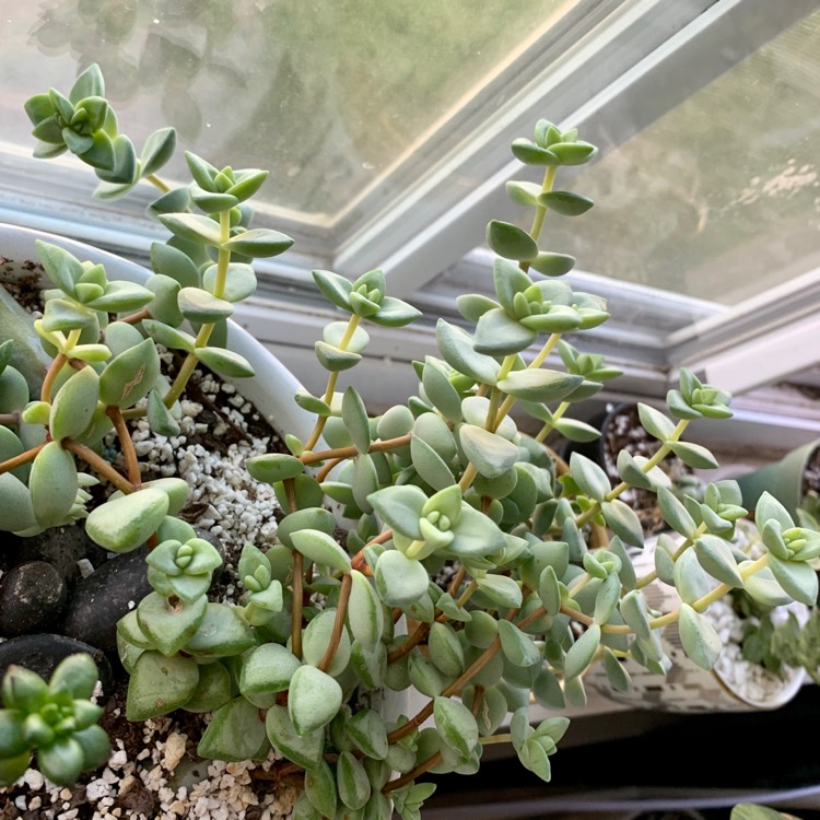 Plant image Crassula rupestris