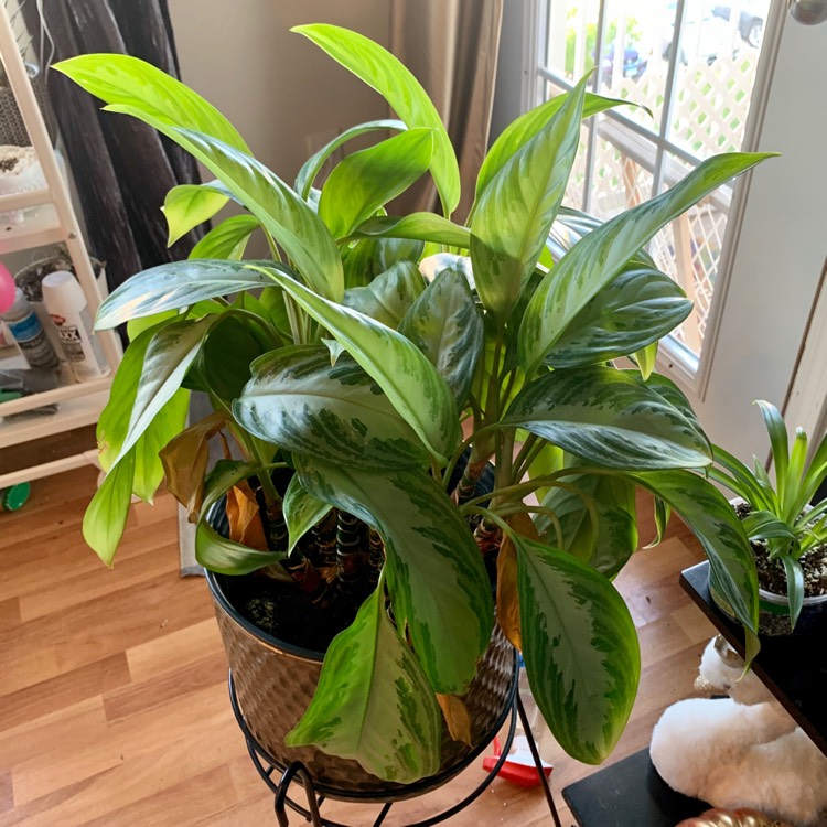 Plant image Aglaonema Silver Bay