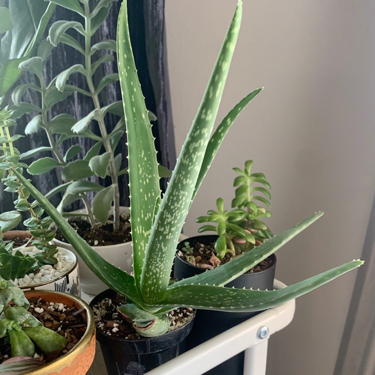 Plant image Aloe hybrid 'Always Red'