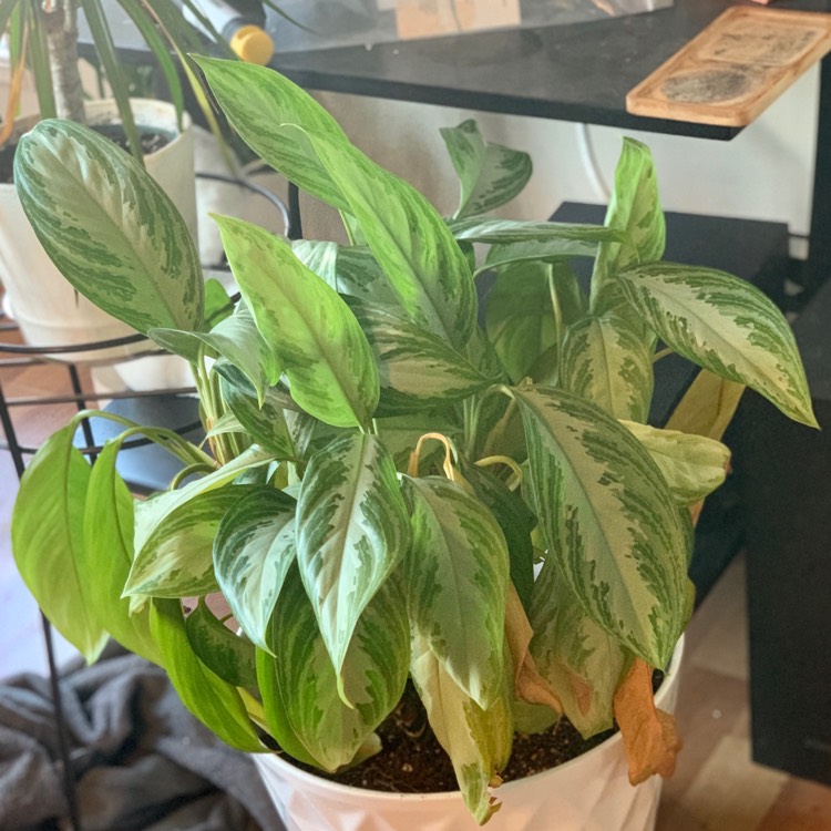 Plant image Aglaonema Silver Bay