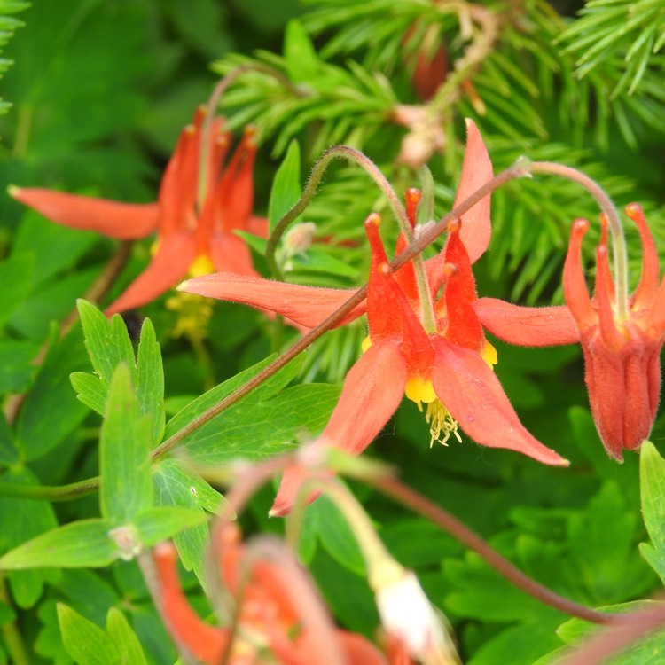 Plant image Aquilegia Canadensis