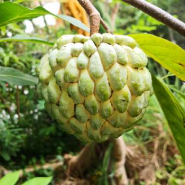 Sugar Apple