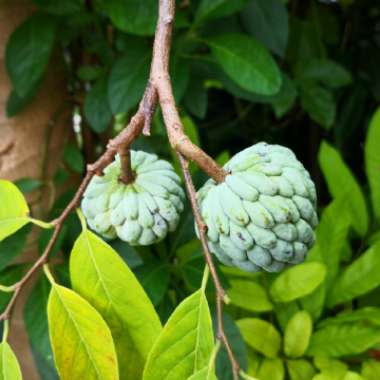 Sugar Apple