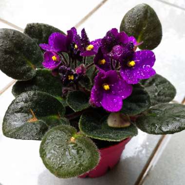 African Violet