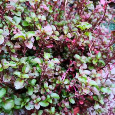 Brazilian Spinach (red type)