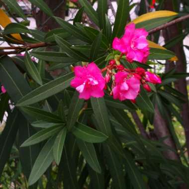 Oleander