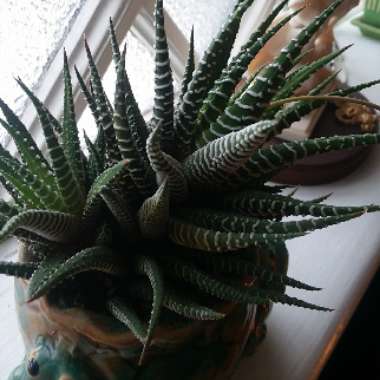 Haworthia 'Zebra'