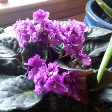 African Violet