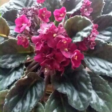 African Violet