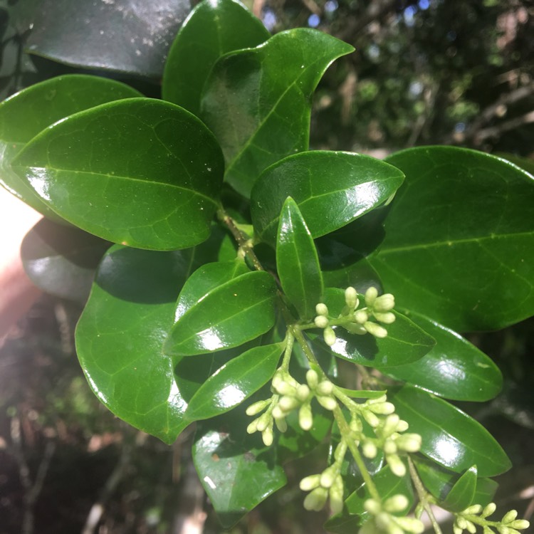 Plant image Ligustrum japonicum