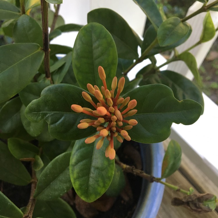 Plant image Ixora 'Coral Fire'