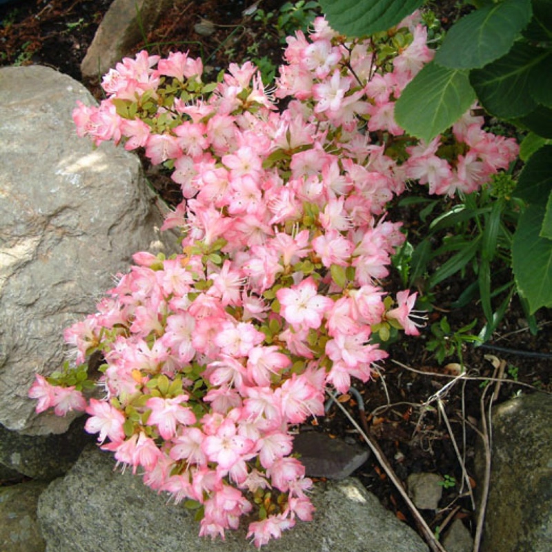 Plant image Rhododendron 'Apple Blossom'