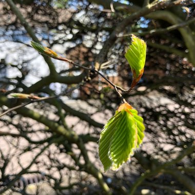 Fagus Sylvatica