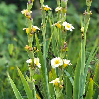 Sisyrinchium striatum